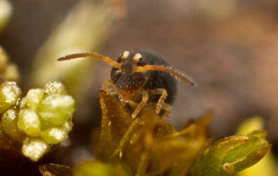 Image of Sminthurinus aureus (Lubbock & J 1862)