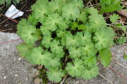 Image of hedgerow geranium