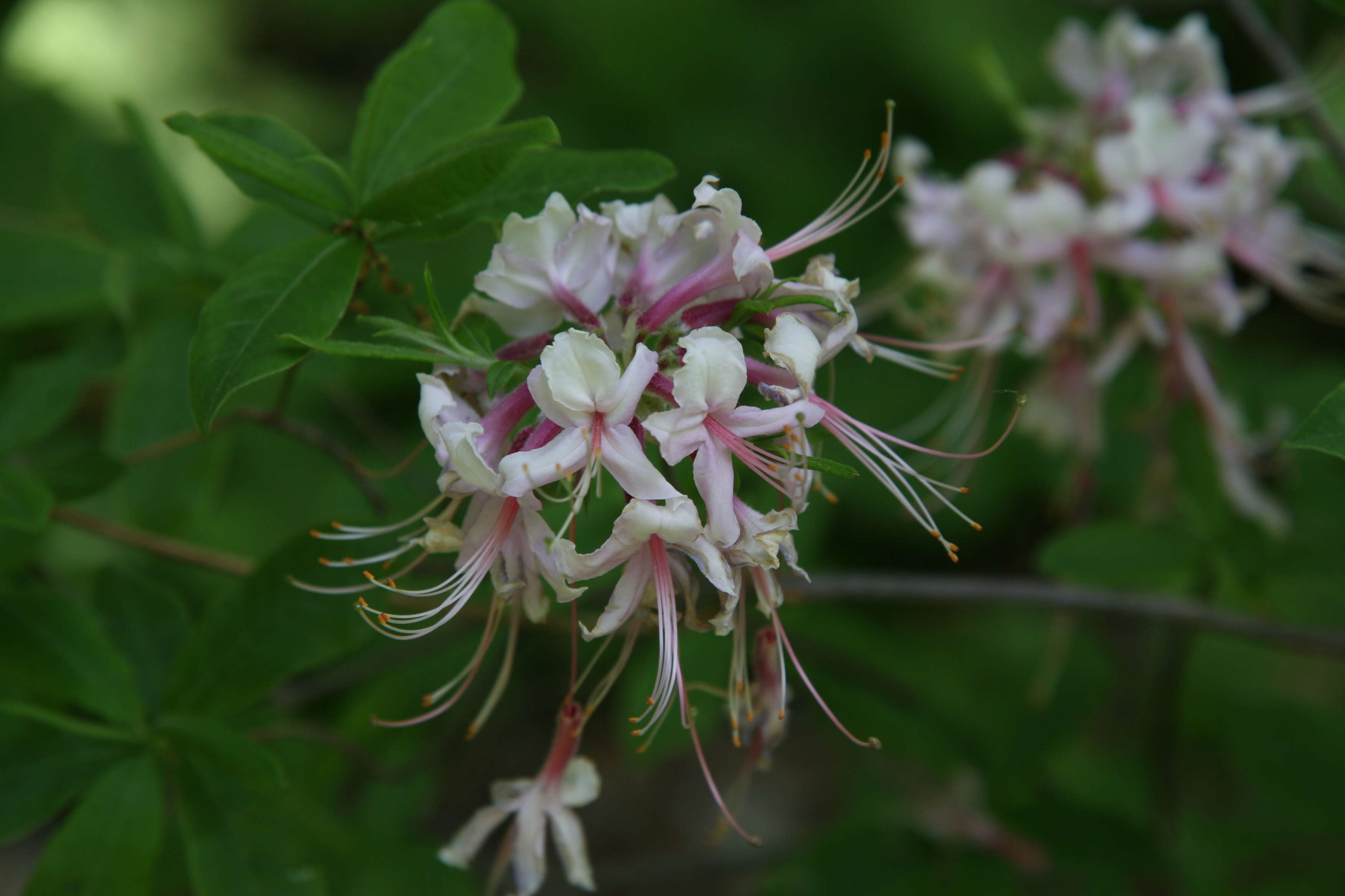 Image of pink azalea