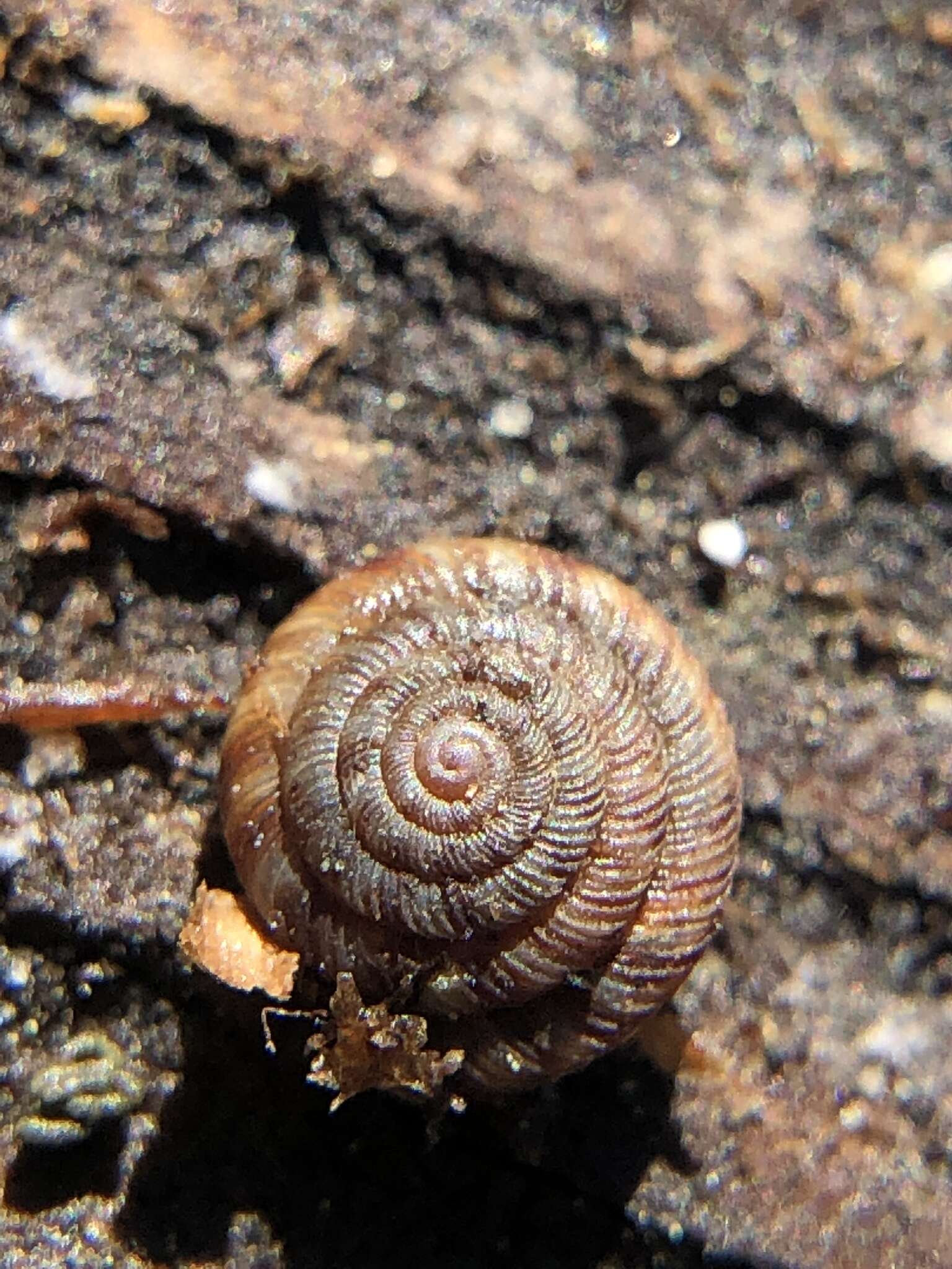 Image of rounded snail