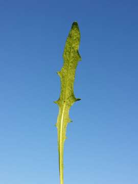 Image of fall dandelion