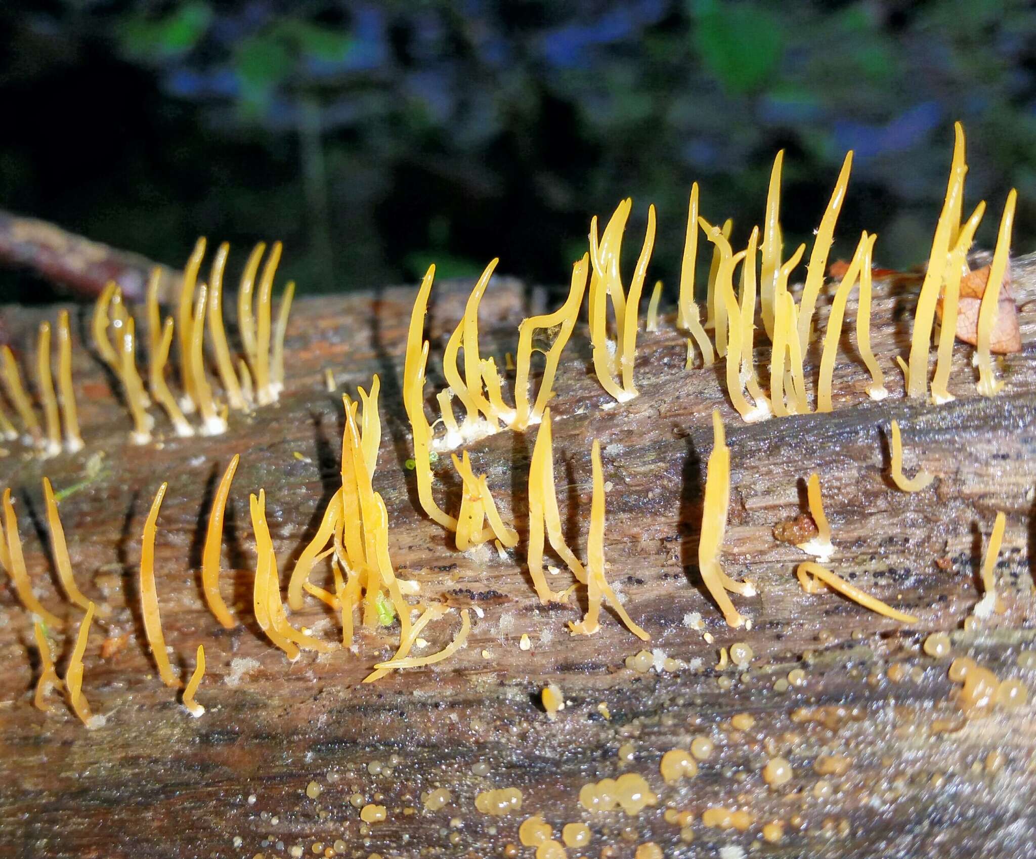 Imagem de Calocera cornea (Batsch) Fr. 1827