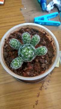 Image of Mammillaria vetula Mart.