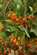 Image of Grey-leaved cordia