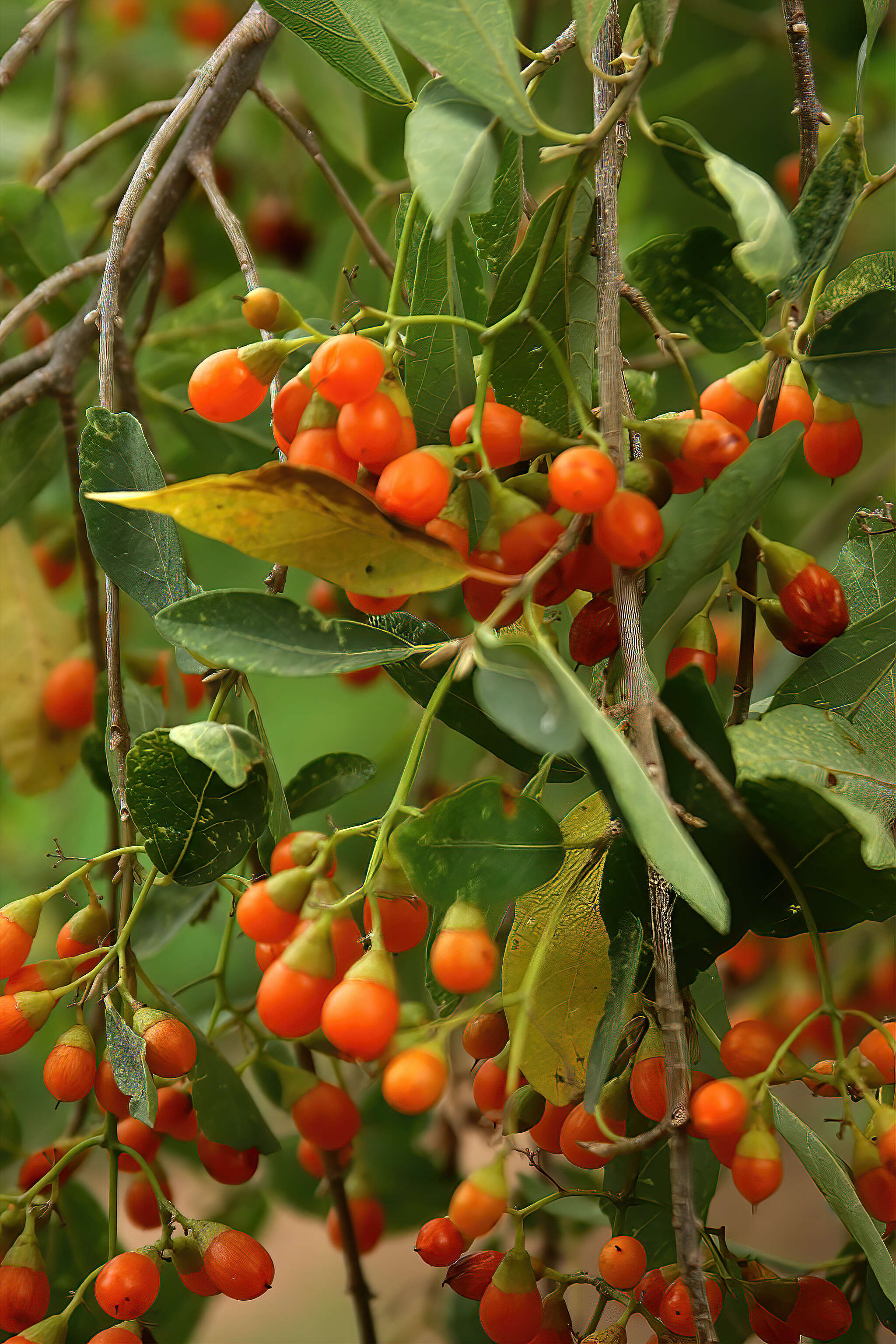 Image of Grey-leaved cordia