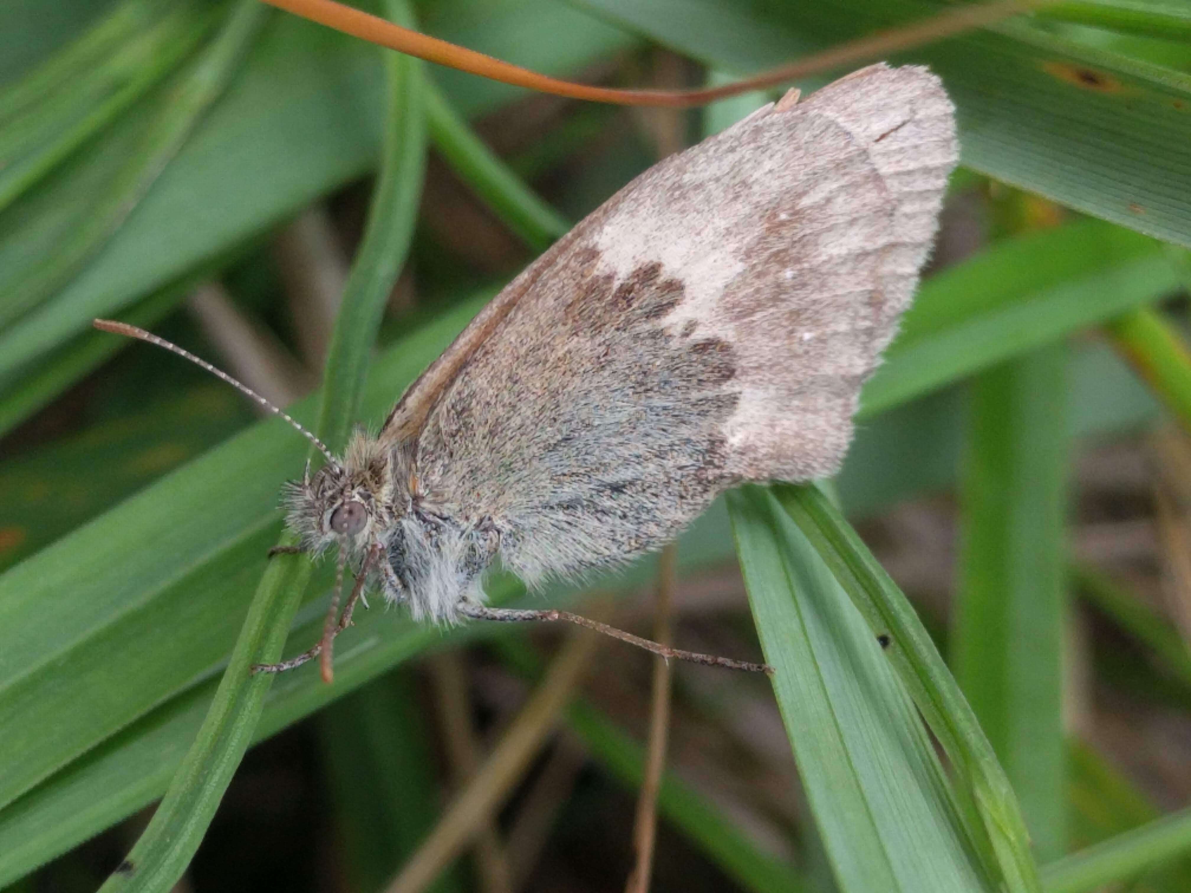 Image of small heath