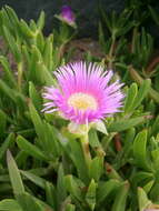 Image of hottentot fig