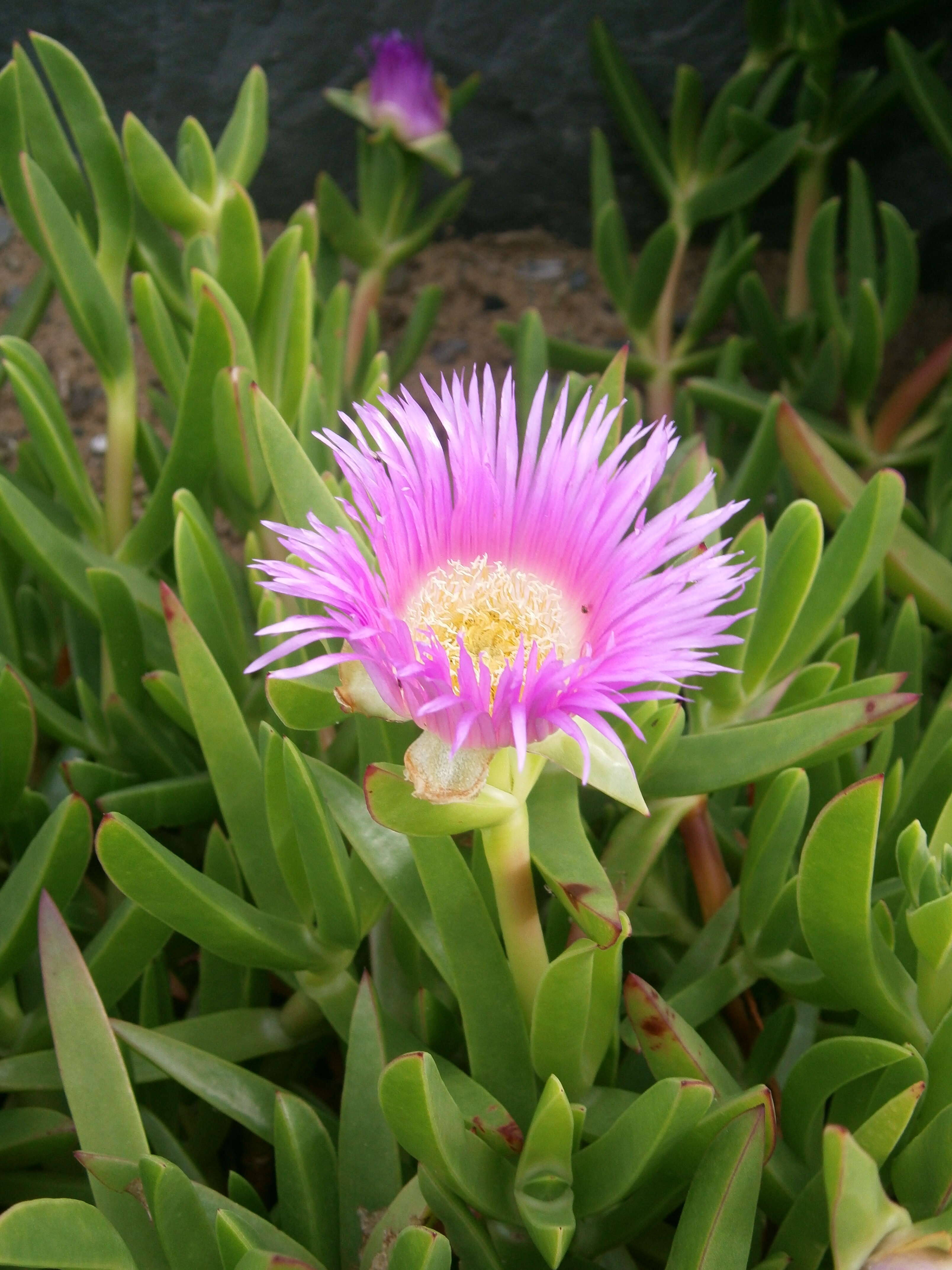 Image of hottentot fig