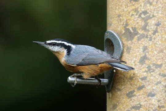 Image of Red-breasted Nuthatch