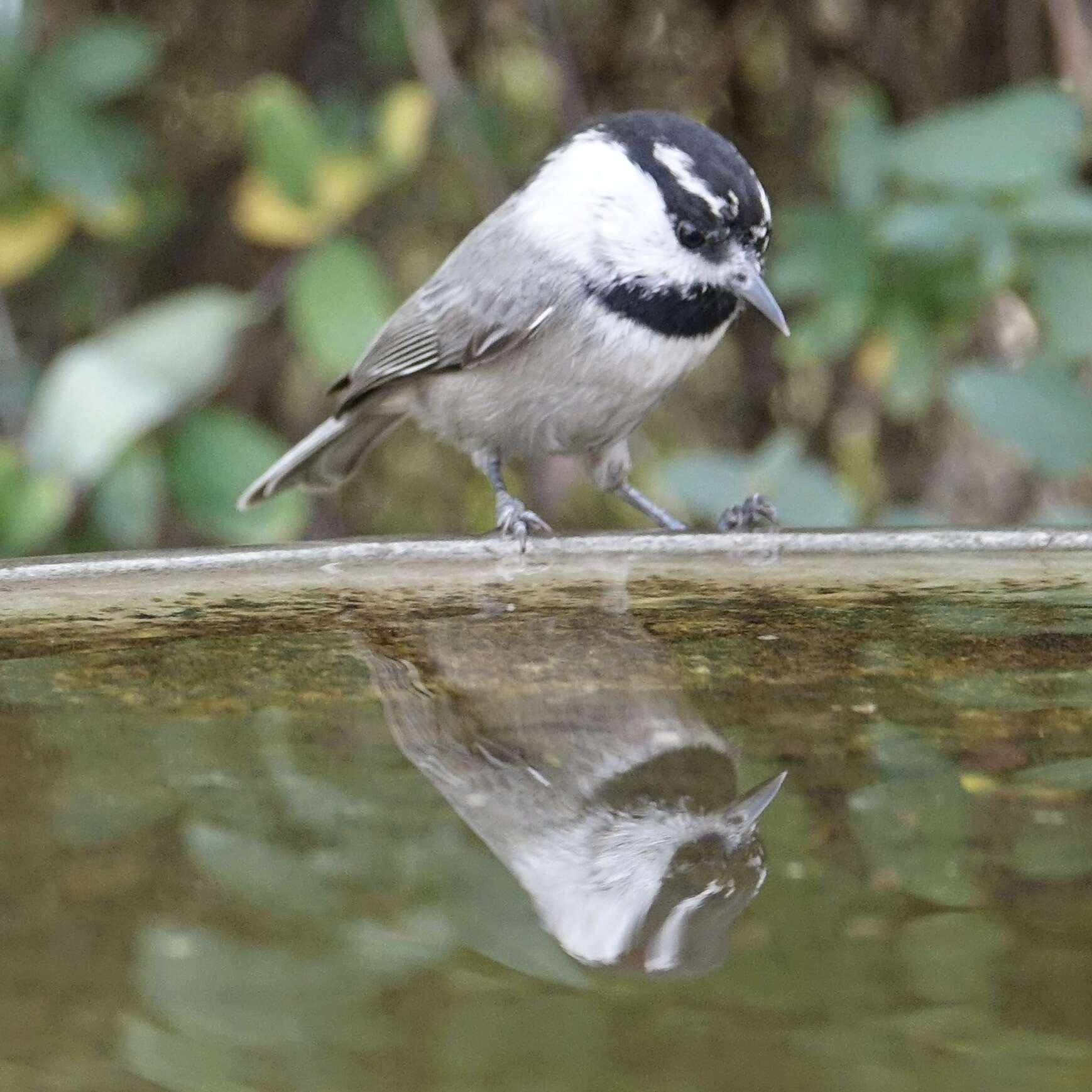 Image of Mountain Chickadee