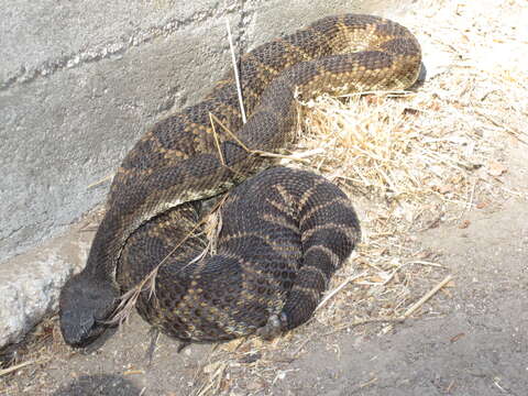 Image of Northern Pacific Rattlesnake