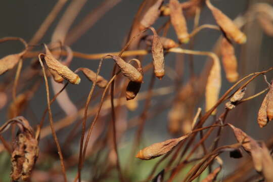 Image of dry calcareous bryum moss