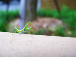 Image of Asian mantis