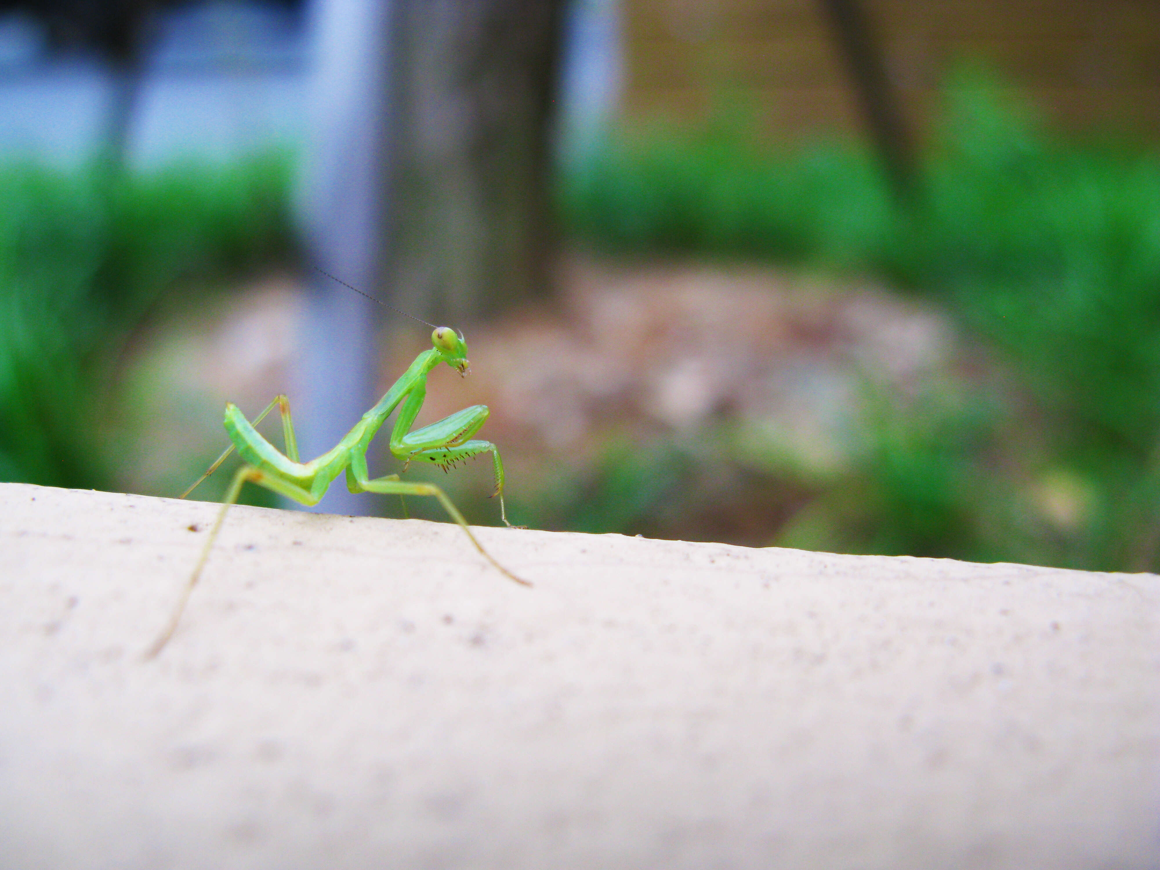 Image of Asian mantis