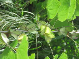 صورة Dioscorea deltoidea Wall. ex Griseb.