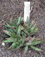 Image of Gasteria obliqua (Aiton) Duval