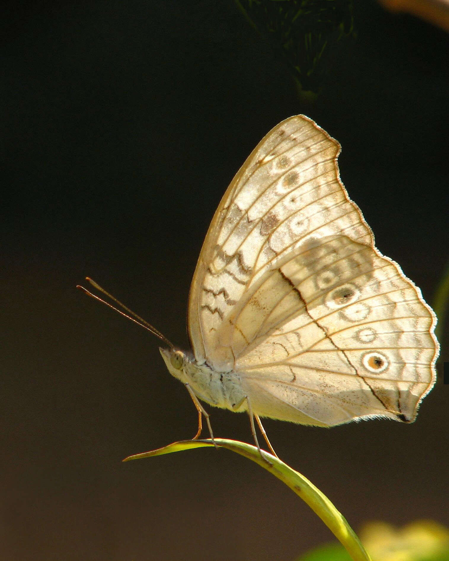 Plancia ëd Junonia atlites Linnaeus 1763