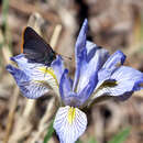 Image of Amblyscirtes fimbriata