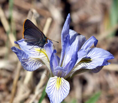 Image of Amblyscirtes fimbriata