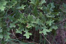 Imagem de Quercus stellata Wangenh.