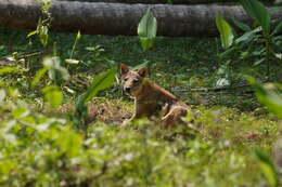 Image of golden jackal