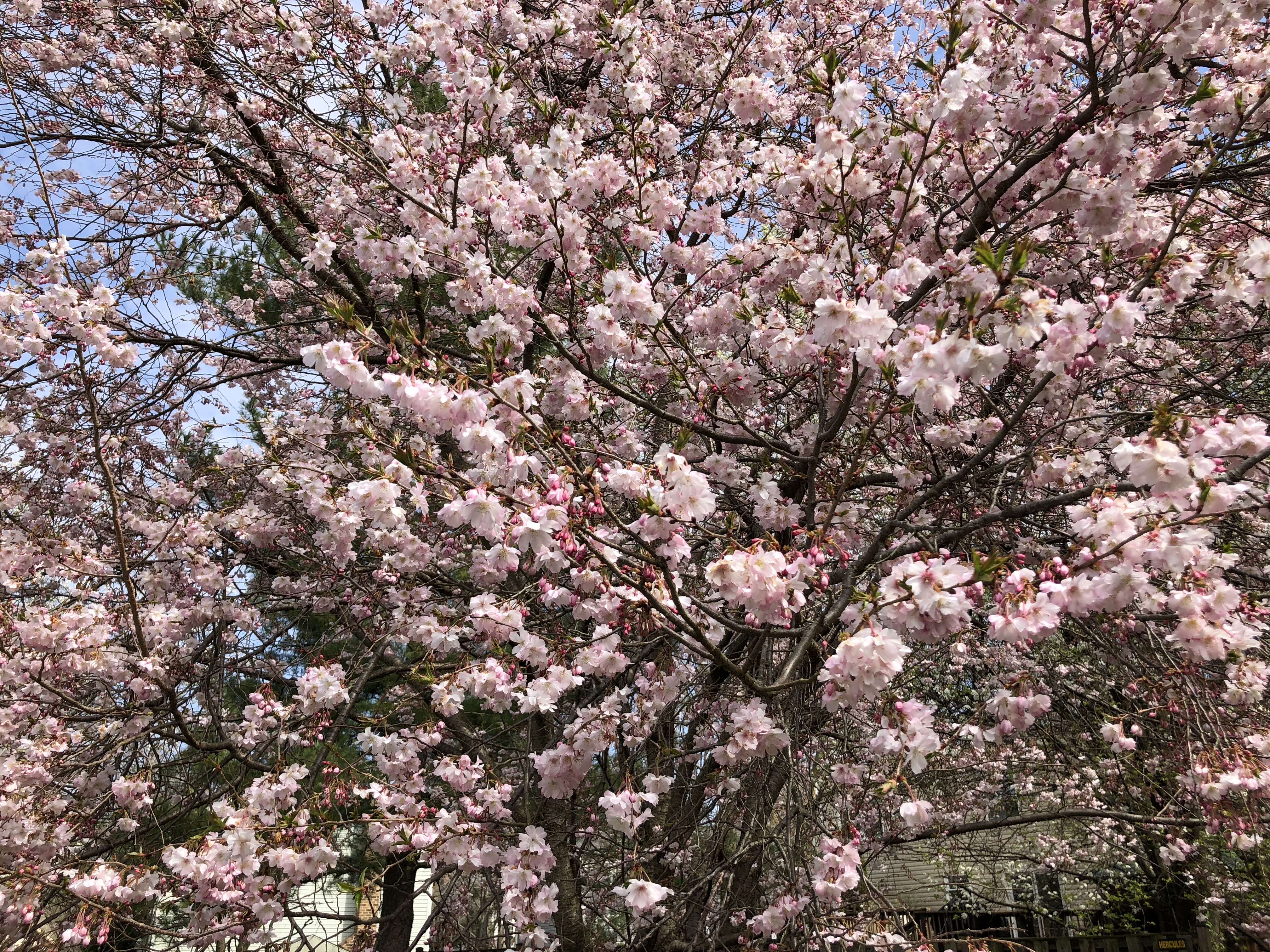 Plancia ëd Prunus subhirtella Miq.