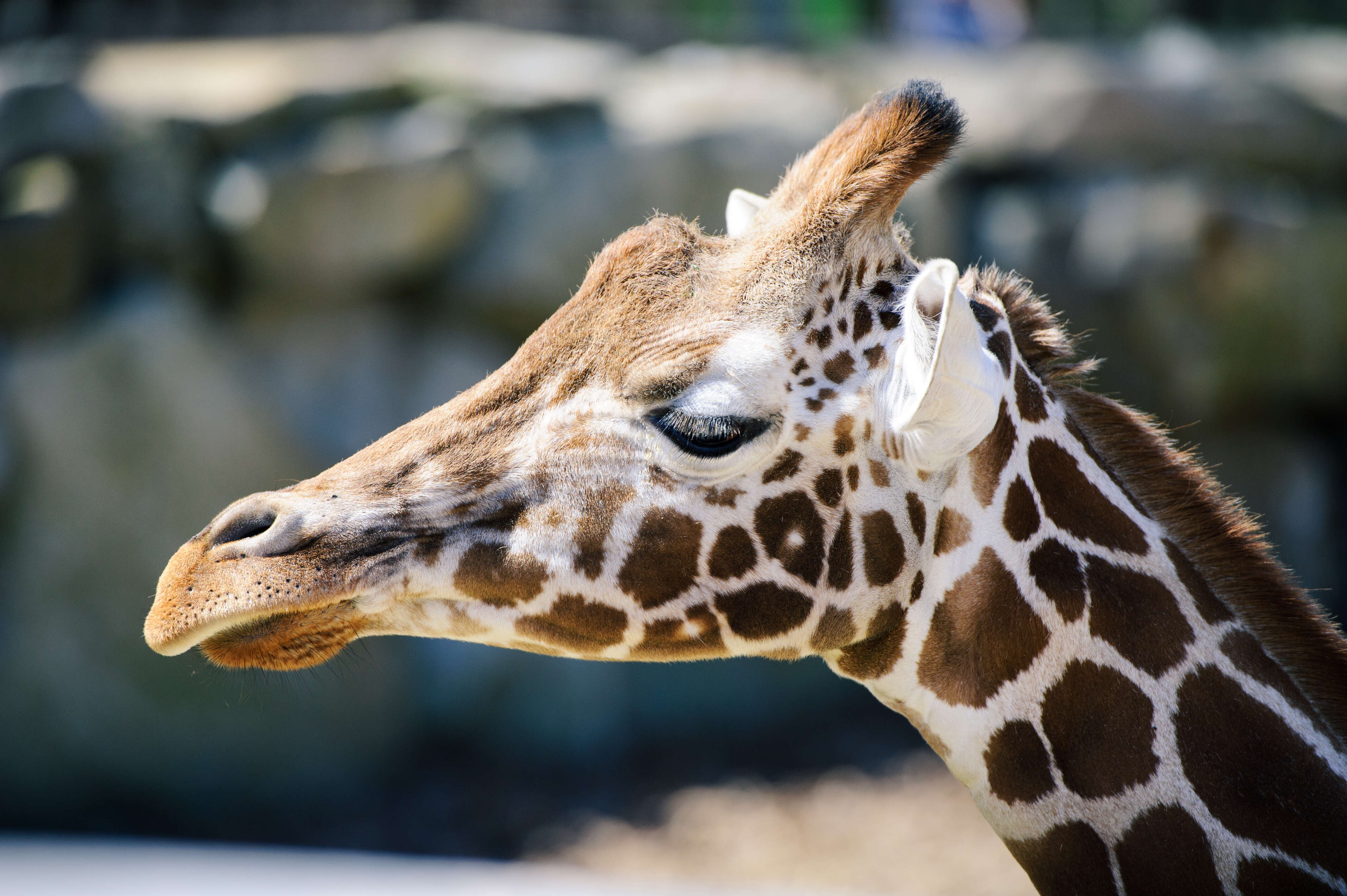 Plancia ëd Giraffa camelopardalis (Linnaeus 1758)