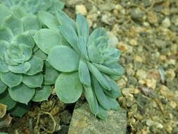 Image of Echeveria elegans Rose