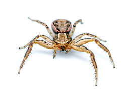 Image of common crab spider