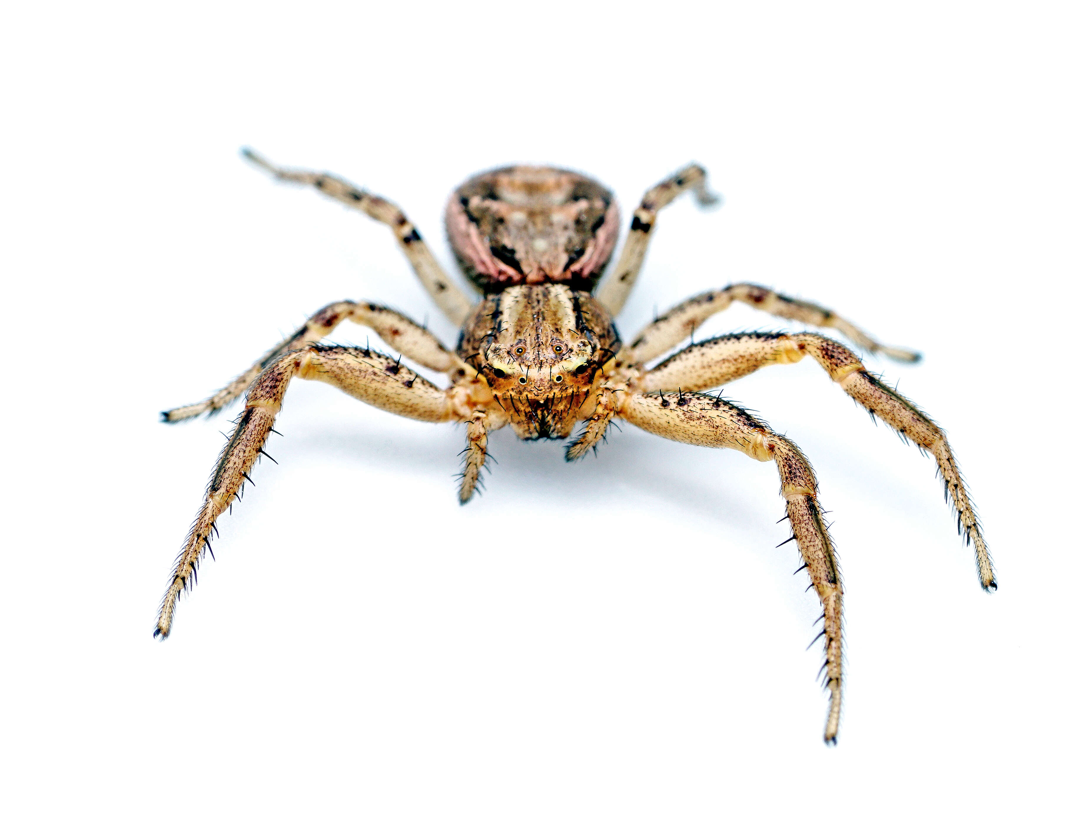 Image of common crab spider