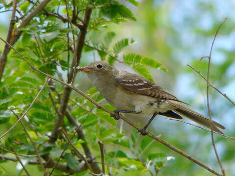 Image of Olivaceous Elaenia