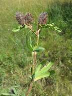 Image of Red Trefoil