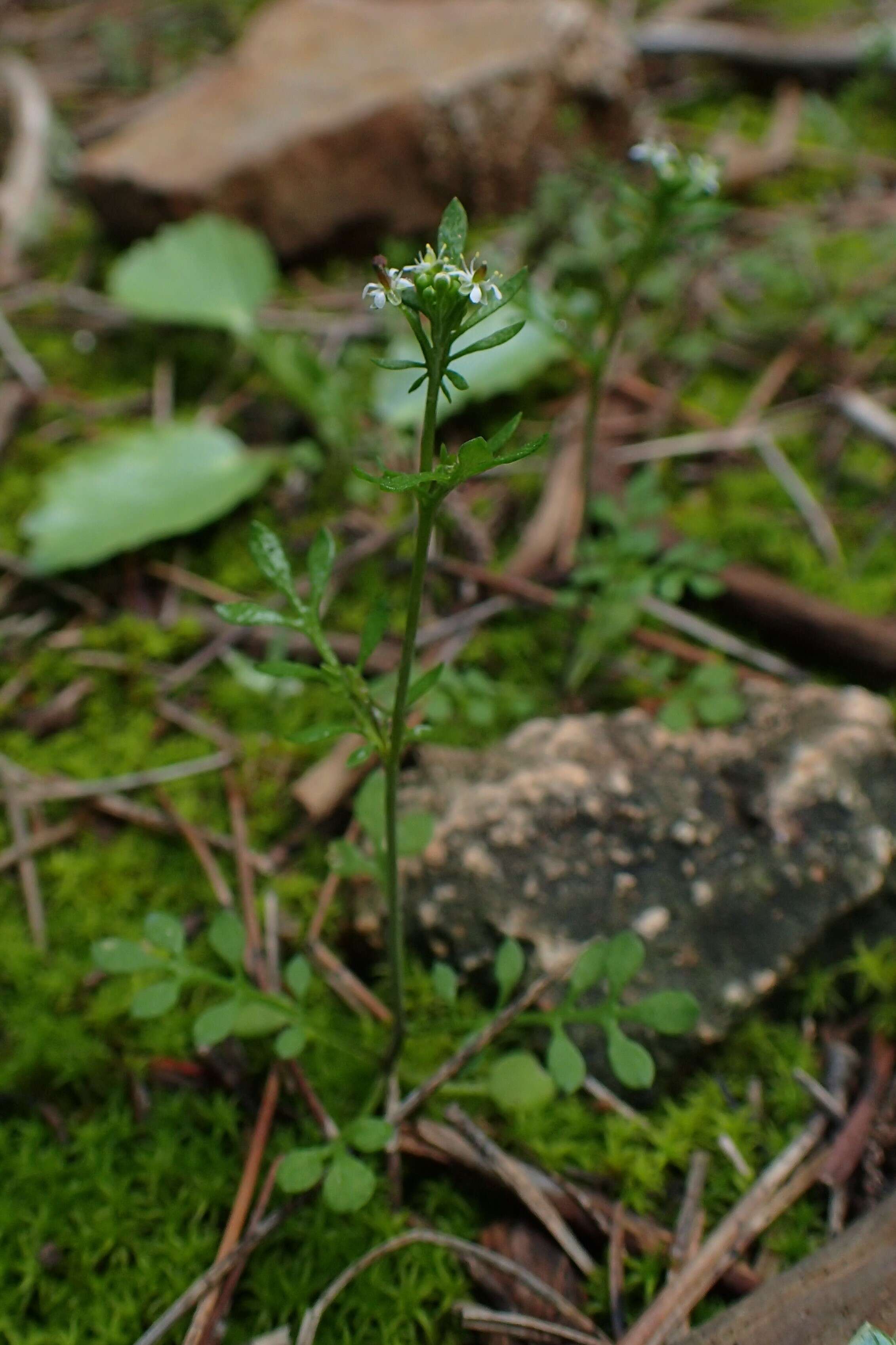 Imagem de Hornungia petraea (L.) Rchb.