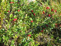 Image of lingonberry