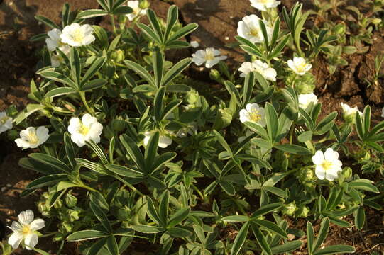 Imagem de Potentilla alba L.