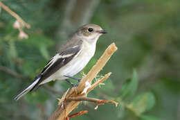 Image of European Pied Flycatcher