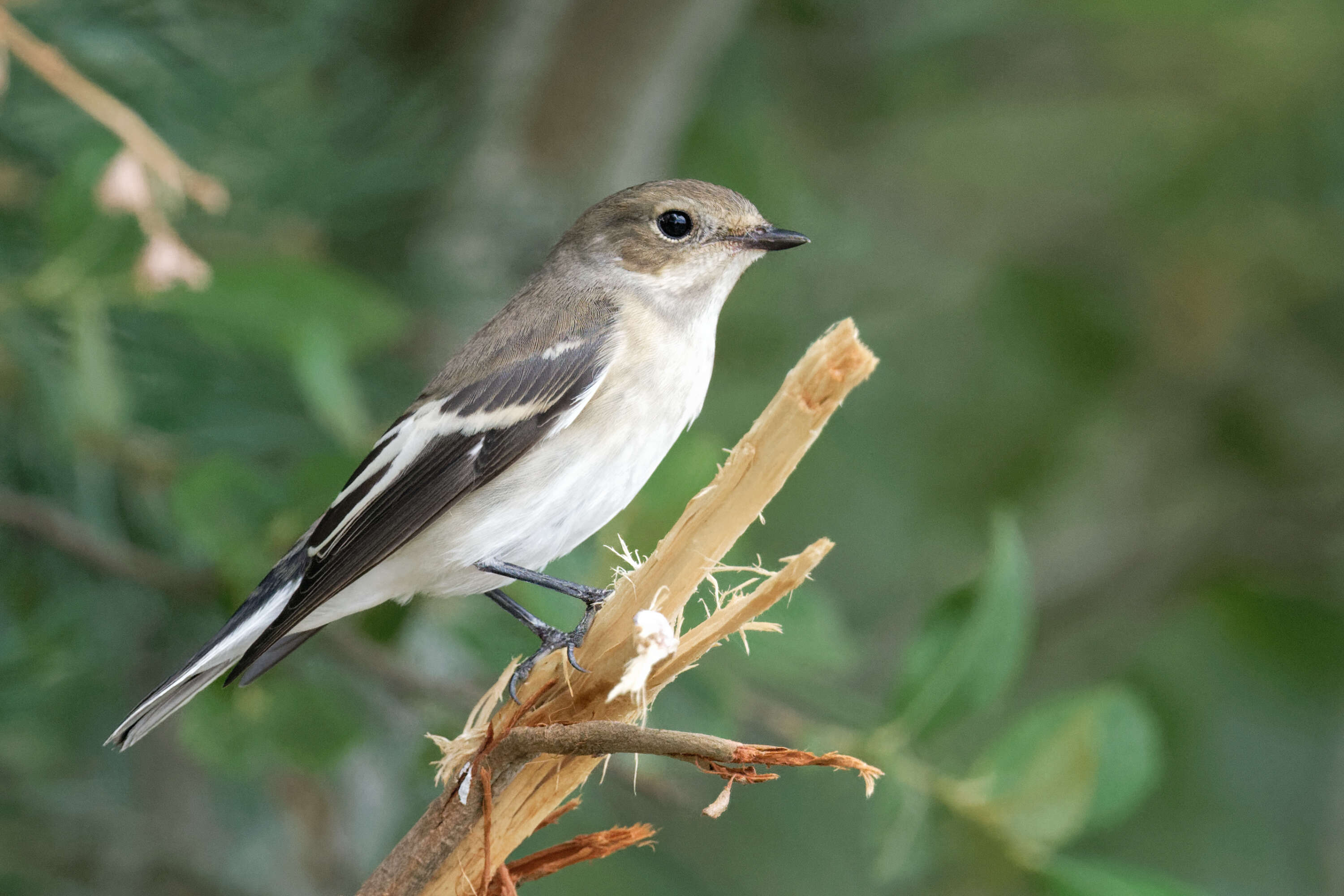 Plancia ëd Ficedula hypoleuca (Pallas 1764)