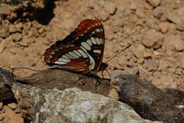 Image of Lorquin's Admiral