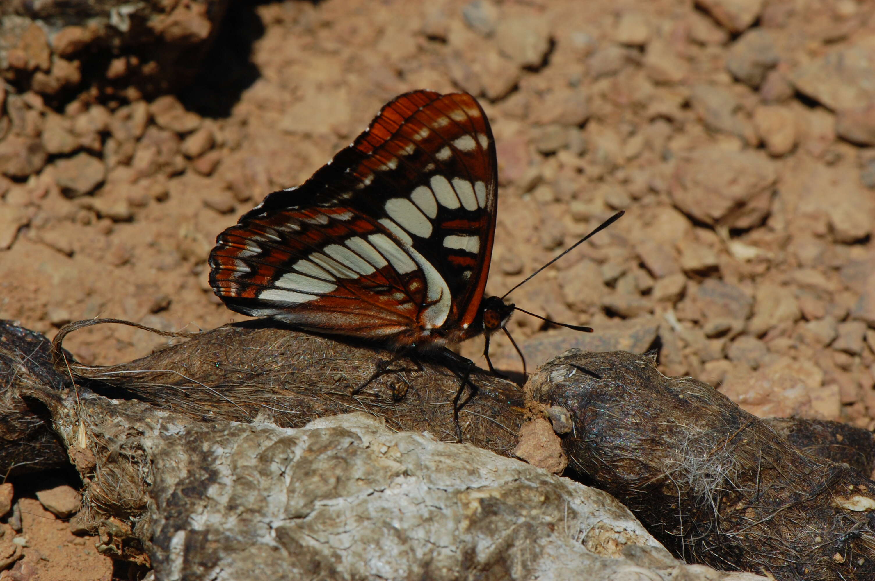 Image of Lorquin's Admiral