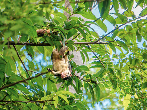 Image of Grizzled Giant Squirrel