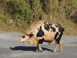 Image of Gaur