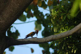 Image of Black-rumped Flameback