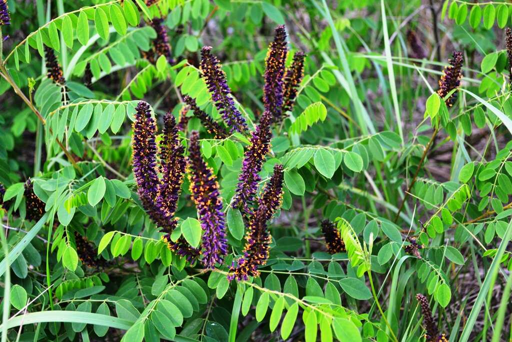 Image of desert false indigo