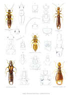 Image of earwigs