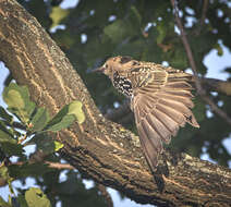 Image of Sturnus Linnaeus 1758