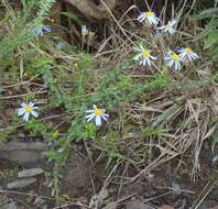 Image of Blue aster