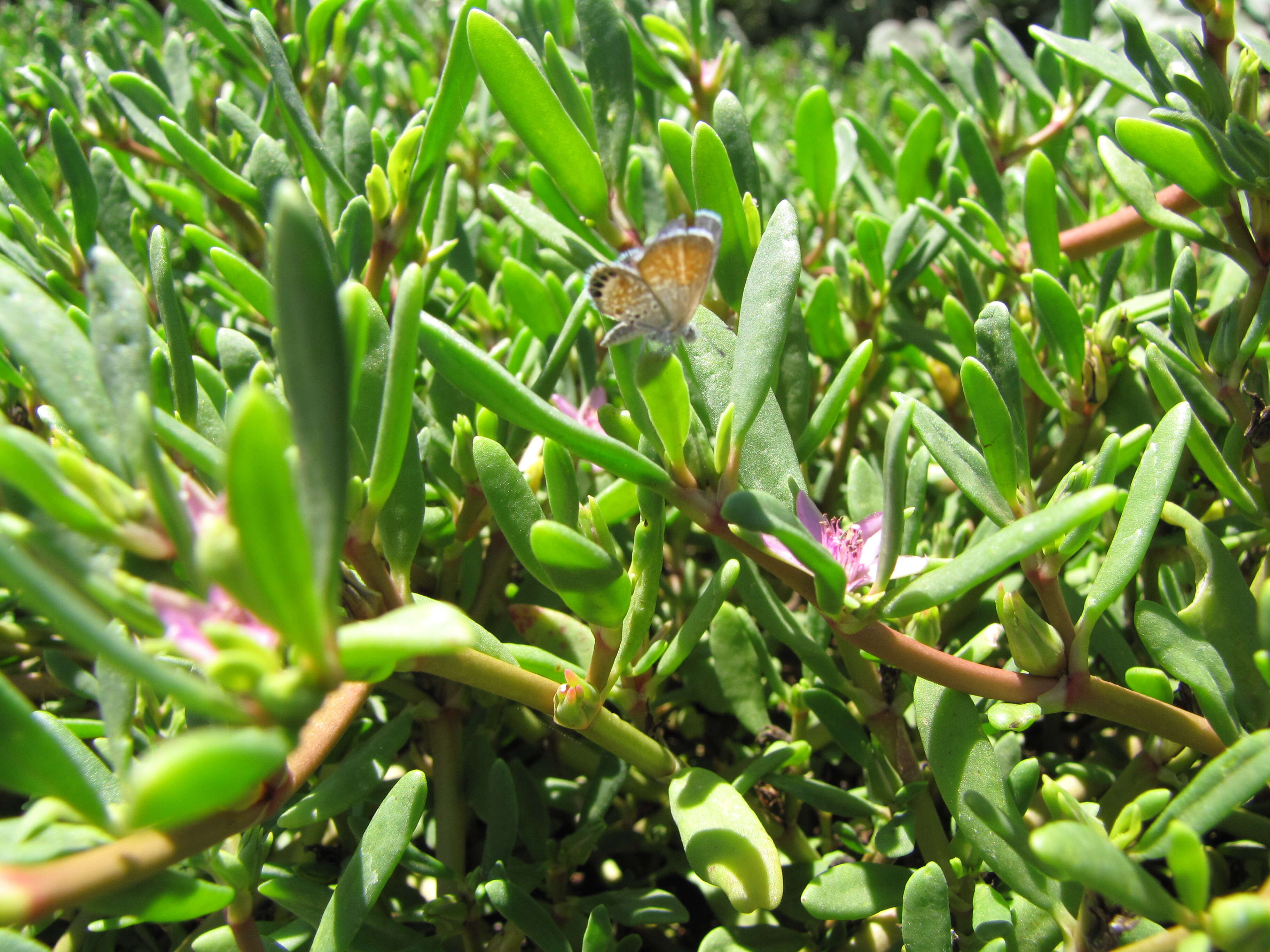 Image of Western pygmy blue