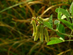 Image of smooth rattlebox