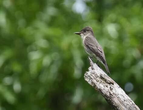 Image of Olive-Sided Flycatcher