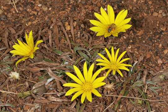 Image of Common gazania